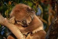 Koala - Phascolarctos cinereus 4615